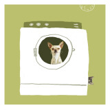 Dog in Dryer