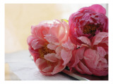 Pink Peonies