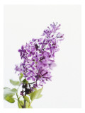 Lilac Beauty