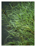 Marshland Grasses