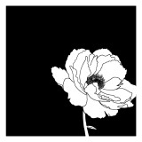Black and White Print with Large White Flower
