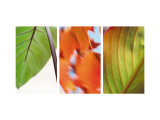 Leaves' Journey Triptych