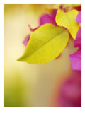 Bougainvillea