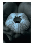 Shell in Hands