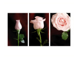 Pink Roses Triptych