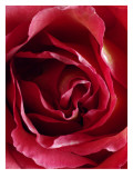 Landscape of a Rose