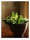 Petite Blossoms I