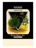 Herbs: Summer Savory