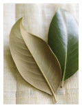 Magnolia Leaves I