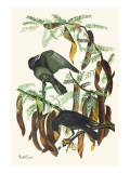 Fish Crow
