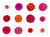 Pinks and Reds on White  Zinnia Family