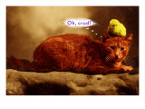 Bird on Cat