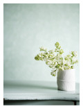 White Bouquet