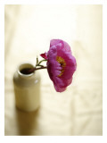 Pink Poppy in Tiny Vase