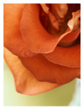 Moroccan Rose