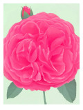 Wild Pink Rose