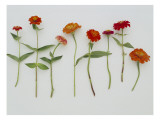 Zinnia Row on White