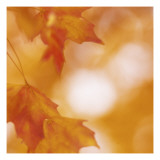 Autumn Leaves in Soft Sunshine I