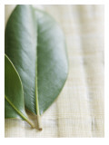 Magnolia Leaves II