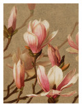 Pink Magnolia