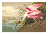 Roseate Spoonbill