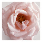 Powder Pink Rose III