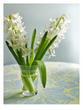 White Carnegie Hyacinth