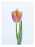 Pretty in Pink Tulip