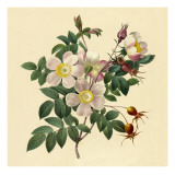 White Floral Illustration