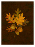 Autumn Leaves I