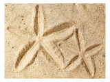 Starfish Imprints