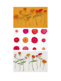 Zinnias Triptych