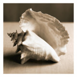 Sea Shells IV