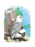 The Snow Owl