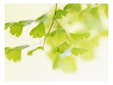Ginkgo Breeze