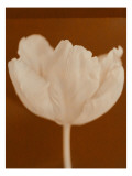 Tulip Serenity