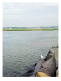 Seagull Watch
