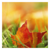 Red Leaf on Grass