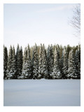 Winter Forest III