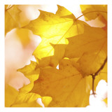 Autumn Leaves in Soft Sunshine III
