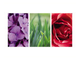 Floral Triptych