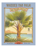 Wakuku Fan Palm