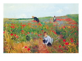 Poppies