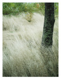Wild Grasses Blowing in the Wind