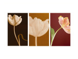 Dancing Tulips Triptych