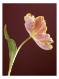 Pink Tulip