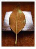 Sepia Leaf