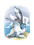 Jer-Falcon