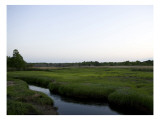 Marshland Rivulet