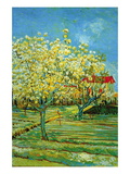 Orchard with Cypress